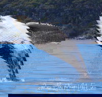 Whale Watching Jervis Bay - Accommodation Mooloolaba