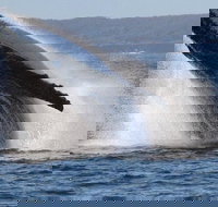 Jervis Bay Whale Watching Tour - Accommodation Mooloolaba