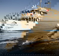 Jervis Bay Dolphin Watch Cruise - Accommodation Mooloolaba