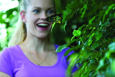 Coffs Harbour Butterfly House - Accommodation Mooloolaba 0