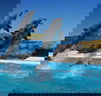 Dolphin Marine Conservation Park - Accommodation Mooloolaba