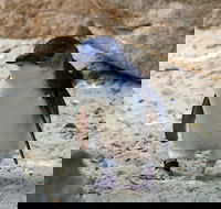 Granite Island Nature Park - Guided Penguin Tours - Accommodation Mooloolaba