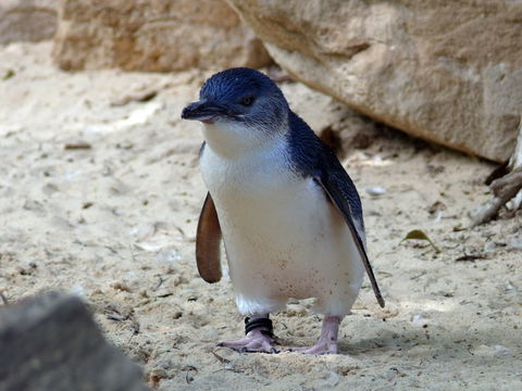 Granite Island Nature Park - Guided Penguin Tours - Accommodation Mooloolaba 0