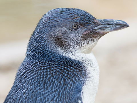 Granite Island Nature Park - Guided Penguin Tours - Accommodation Mooloolaba 1