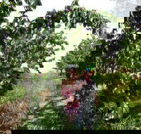 Harben Vale Pick Your Own Cherries - Accommodation Mooloolaba