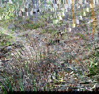 Historic Water Race Walking Track - Accommodation Mooloolaba