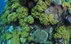Keeper Reef Dive Site - thumb 0