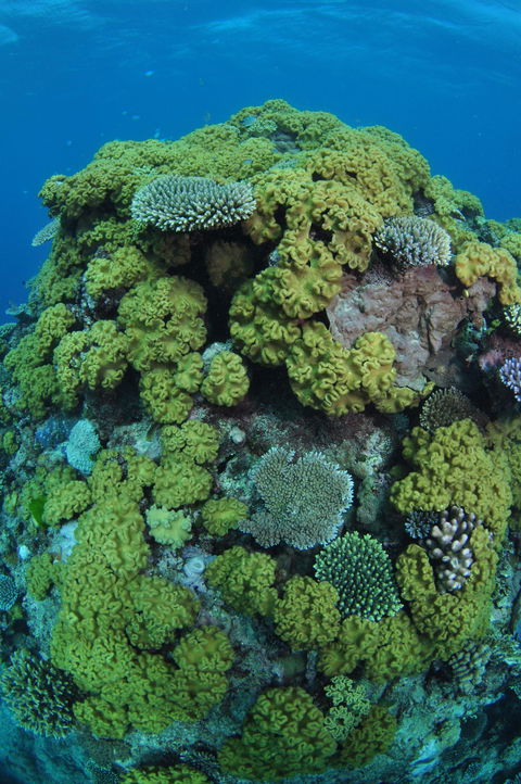 Keeper Reef Dive Site - Accommodation Mooloolaba 0