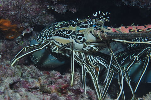 Keeper Reef Dive Site - Accommodation Mooloolaba 2
