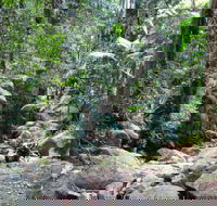 Lyrebird track - Accommodation Mooloolaba