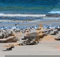 Seal Bay - Accommodation Mooloolaba