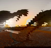 Australian Dinosaur Trail - Accommodation Mooloolaba