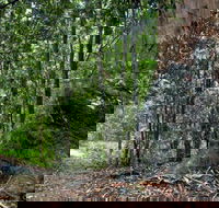 Blue Gum loop trail - Accommodation Mooloolaba