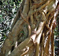 Bundagaree Rainforest Walk - Accommodation Mooloolaba