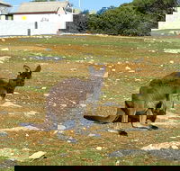 Cape Borda Lightstation - Flinders Chase National Park - Accommodation Mooloolaba