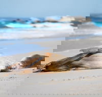 Cape Gantheaume Conservation Park and Wilderness Protection Area - Accommodation Mooloolaba