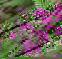 Cassinia Walking Track - Accommodation Mooloolaba