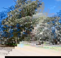 Giant Gum Tree - Accommodation Mooloolaba