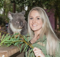 Koala Park Sanctuary - Accommodation Mooloolaba