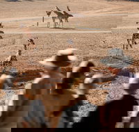 Monarto Safari Park - Accommodation Mooloolaba