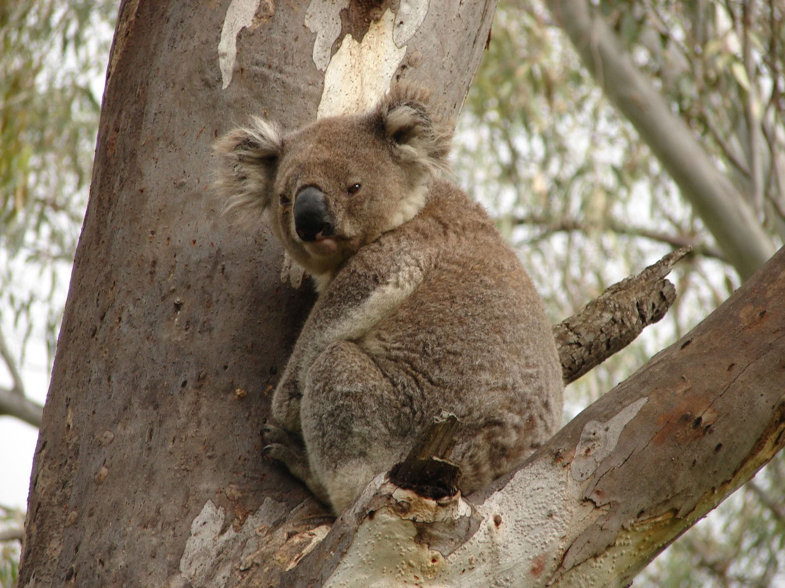 Narrandera NSW Accommodation Mooloolaba