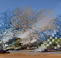 Old Boab Tree in Cavenagh Street - Accommodation Mooloolaba