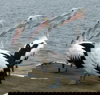 Pelican Feeding - Accommodation Mooloolaba