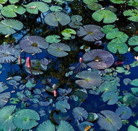 Pine Creek Water Gardens - Accommodation Mooloolaba