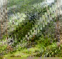 River walking track - Accommodation Mooloolaba