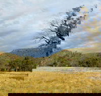 Weddin Mountains National Park - Accommodation Mooloolaba