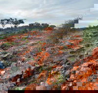 Western Ridge Walk - Accommodation Mooloolaba