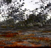 Woylie Walk Dryandra Woodland - Accommodation Mooloolaba