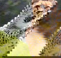 Billabong Zoo Koala and Wildlife Park - Accommodation Mooloolaba