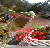 Blue Hills Berries and Cherries - Accommodation Mooloolaba