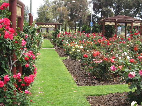 Cowra Rose Garden - Accommodation Mooloolaba 0