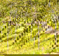 Davies Creek Mountain Bike Park - Accommodation Mooloolaba