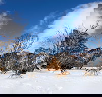 Dinner Plain - Accommodation Mooloolaba