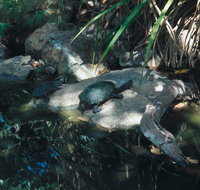 Howard Springs Nature Park - Accommodation Mooloolaba