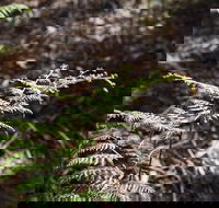 Langwarrin Flora and Fauna Reserve Walking Trails - Accommodation Mooloolaba