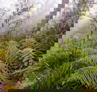 Link Trail - Gloucester Tops to Careys Peak - Accommodation Mooloolaba