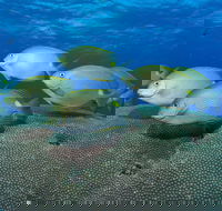 Lodestone Reef - Accommodation Mooloolaba
