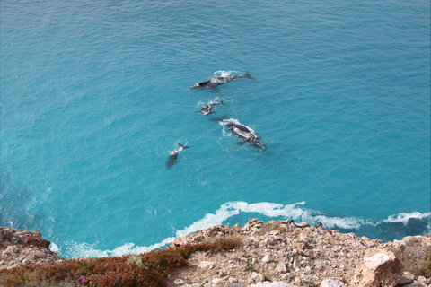 Nullarbor National Park - Accommodation Mooloolaba 0