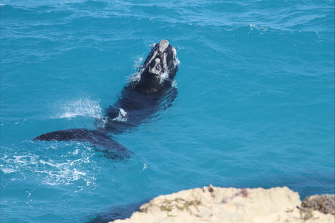 Nullarbor National Park - Accommodation Mooloolaba 2