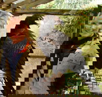 Raptor Domain - Accommodation Mooloolaba