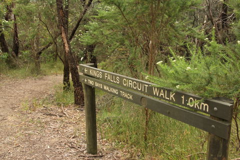 Waterfall Gully - Kings Falls Circuit Walk - Accommodation Mooloolaba 0