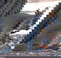 Wirrimbirra Sanctuary - Accommodation Mooloolaba