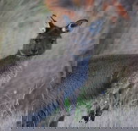 Beyeria Walk - Accommodation Mooloolaba