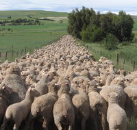 Curringa Farm - Accommodation and Farm Tours - Accommodation Mooloolaba