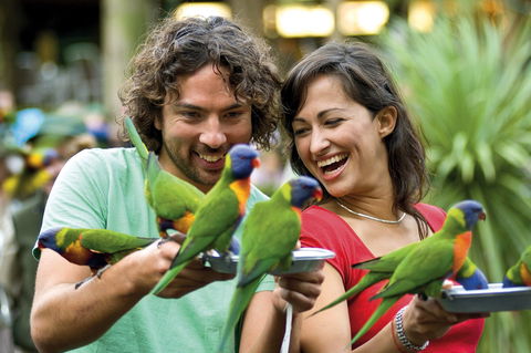 Currumbin Wildlife Sanctuary - Accommodation Mooloolaba 0