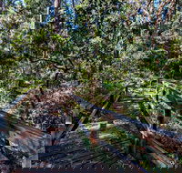 Dawson River Walking Track - Accommodation Mooloolaba